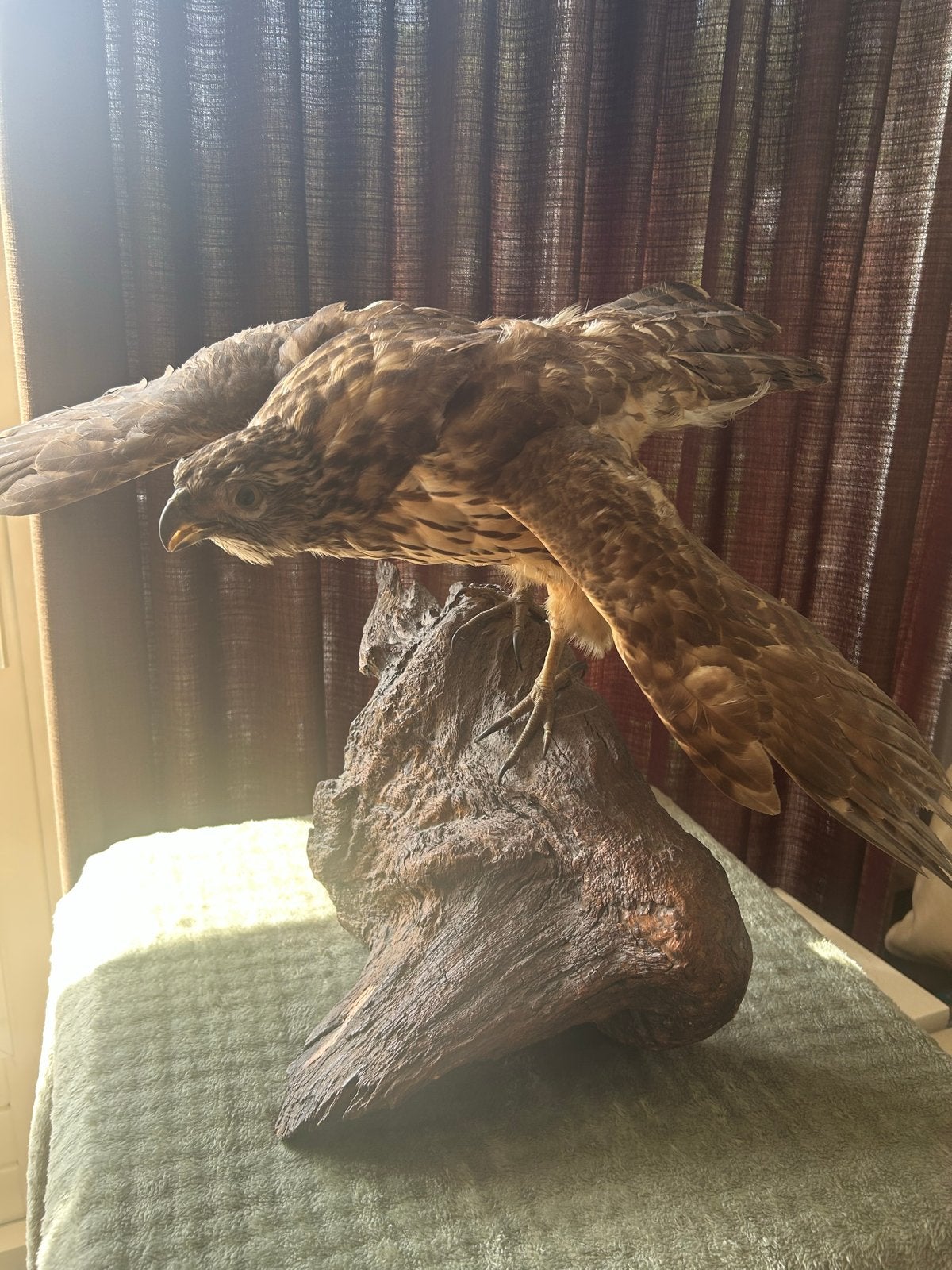 Opgezette buizerd, sperwer en ree, Ophalen, Gebruikt