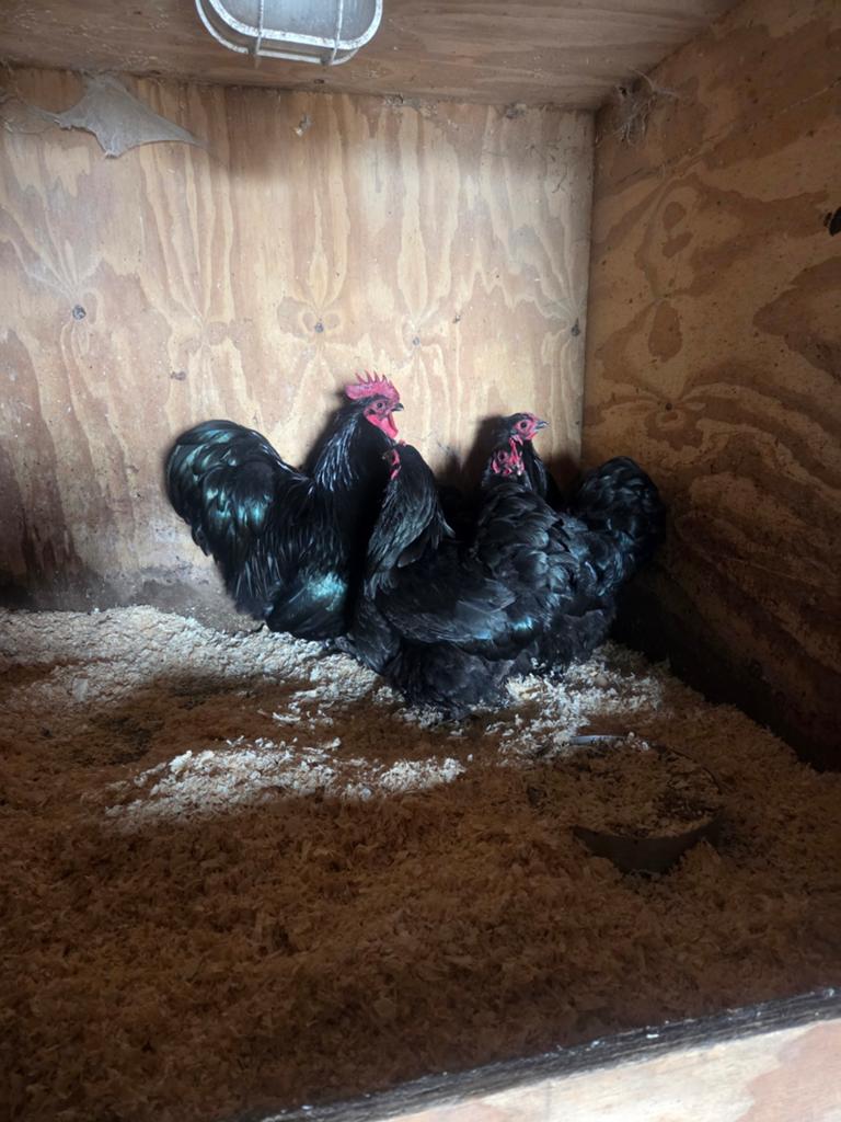 Te orpington krielen, Meerdere dieren, Kip