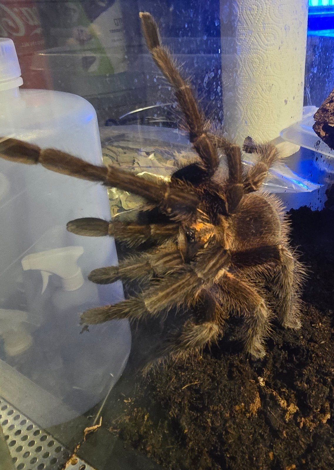 Pamphobeteus sp. Machala Purple Bloom,Tarantula,Vogelspin