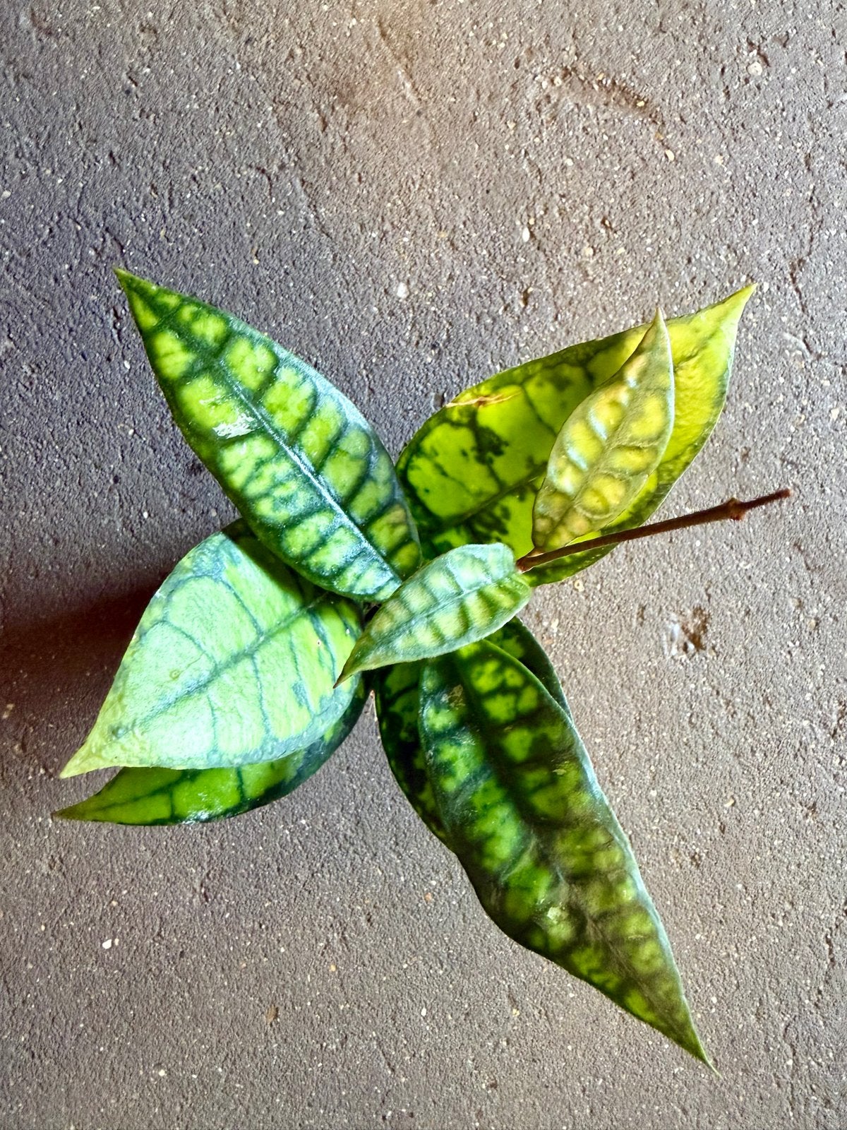 Hoya  calystophylla Black Cat p9, Ophalen of Verzenden