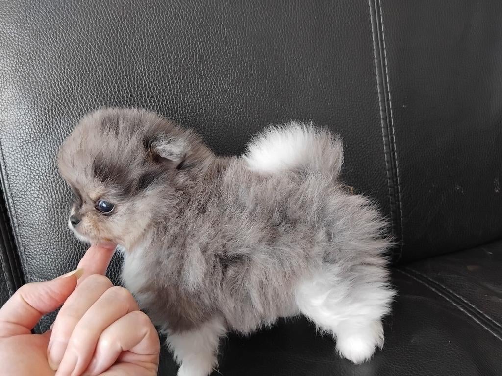 Blue merle en zwarte Pomeranian pups Mogen gelijk mee, Parvo, Keeshond, 8 tot 15 weken, Meerdere