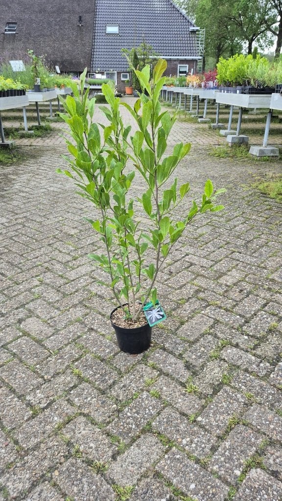 Partij Magnolia, Vaste plant, Halfschaduw, Lente, Ophalen