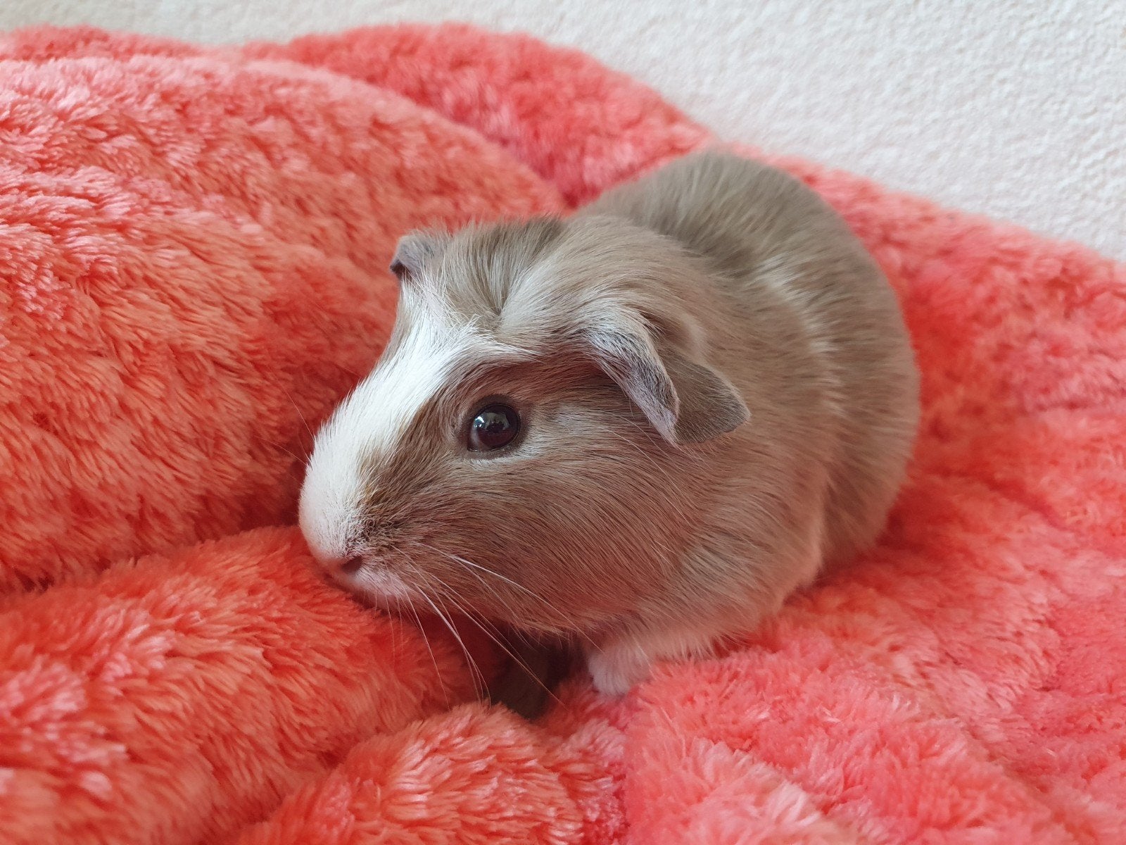 jonge cavia beertjes, Cavia, Juni, Mannelijk, Tam