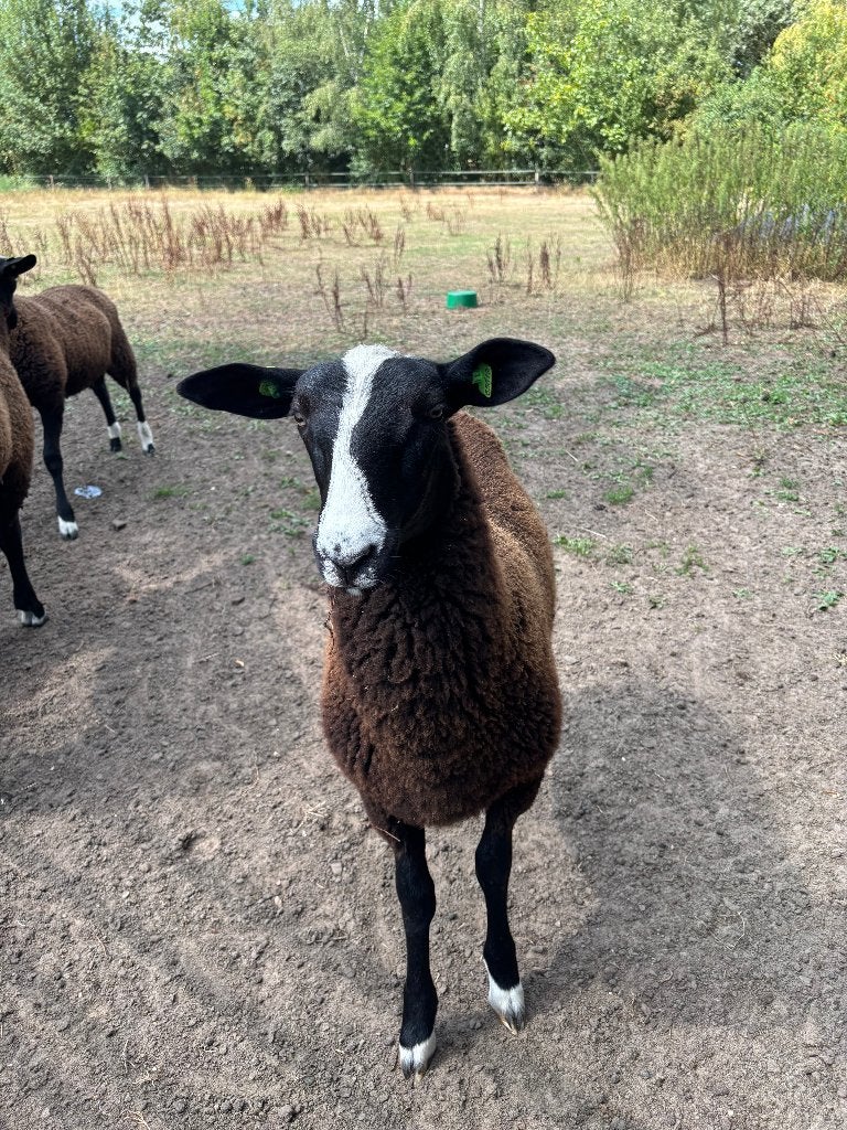 Te koop: mooie zwartbles ramlammeren, Dieren en Toebehoren, Schapen, Geiten en Varkens, Mannelijk, Schaap, 0 tot 2 jaar