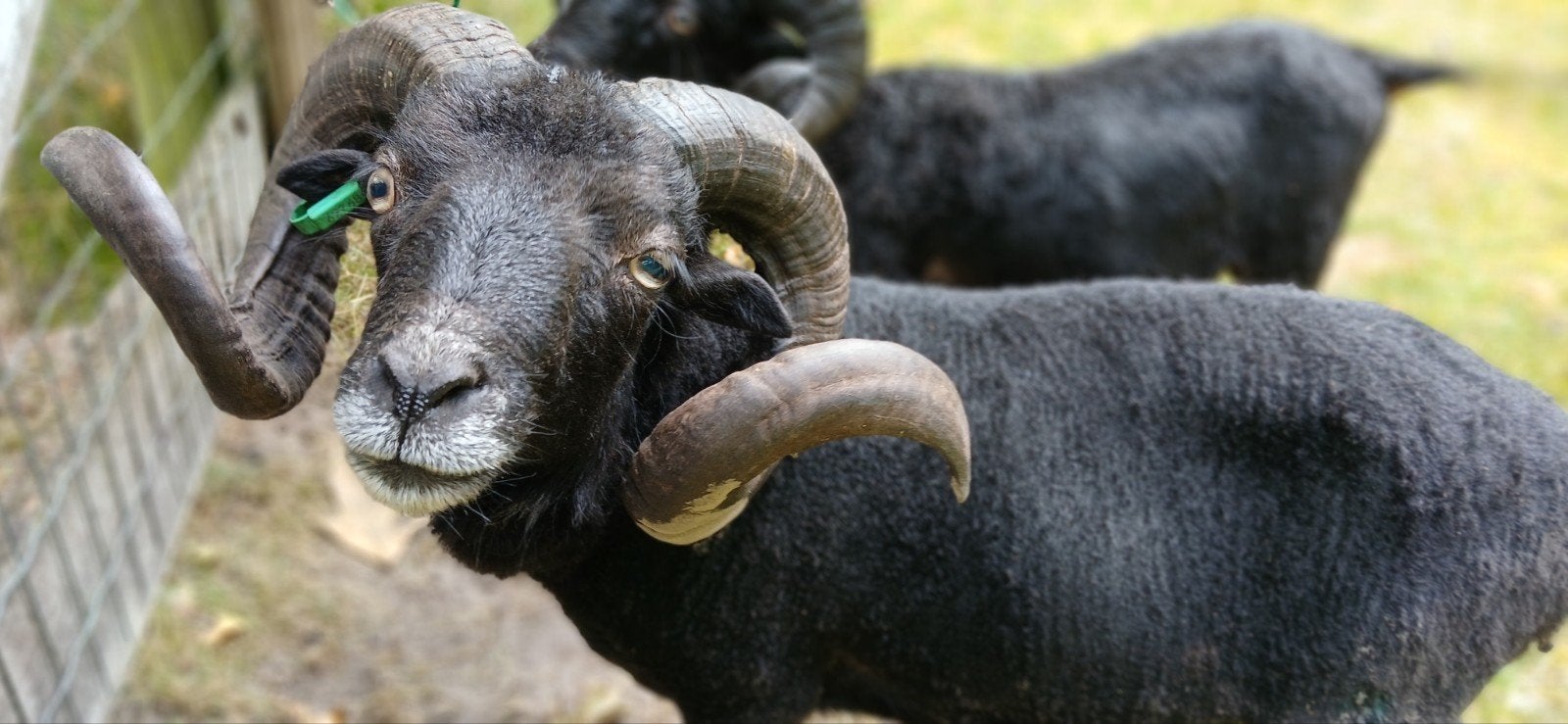 Ouessant ram van 2019 met stamboom, Mannelijk, Schaap