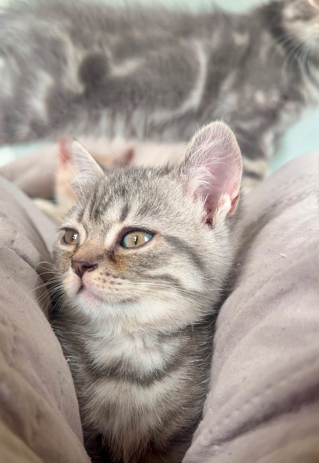 British korte haar kittens, Meerdere dieren, Ontwormd, 0 tot 2 jaar