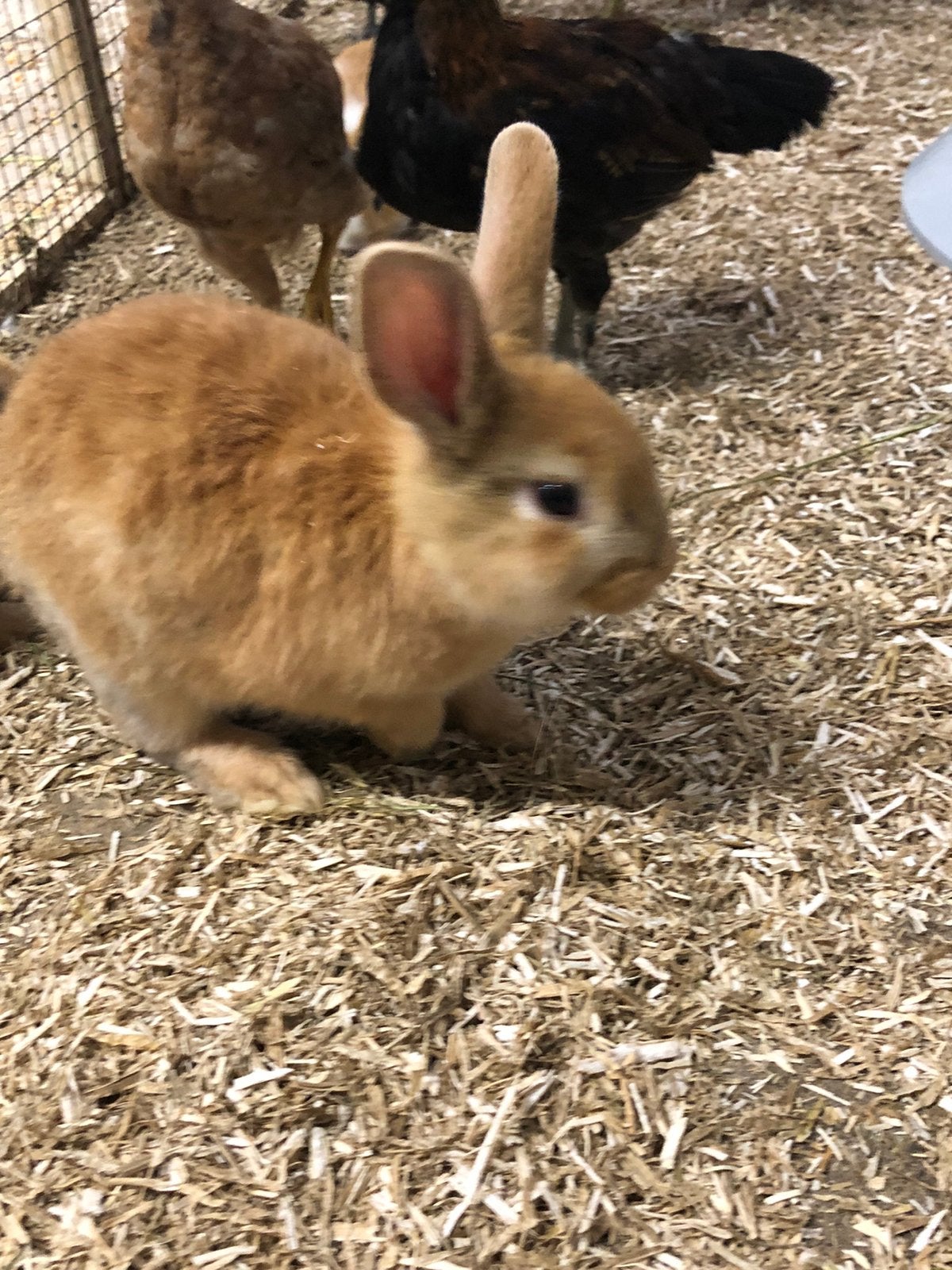 3 jonge konijntjes te koop zijn tam/mak elke dag in de hand, Geslacht onbekend, Middelgroot, 0 tot 2 jaar