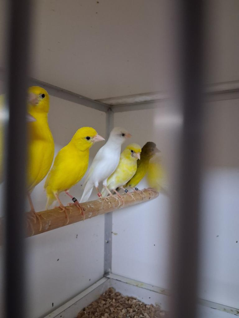 Meerdere mooie irisch fancy kanaries, Meerdere dieren, Kleurkanarie