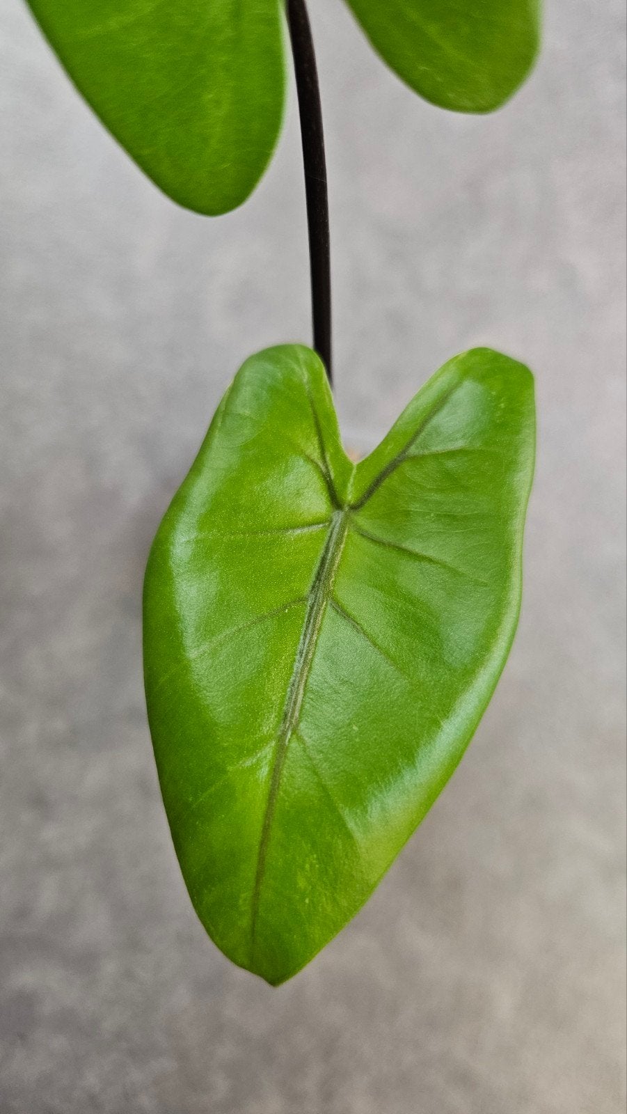 Alocasia macrorrhizos Black Stem, Ophalen of Verzenden, Halfschaduw, Minder dan 100 cm