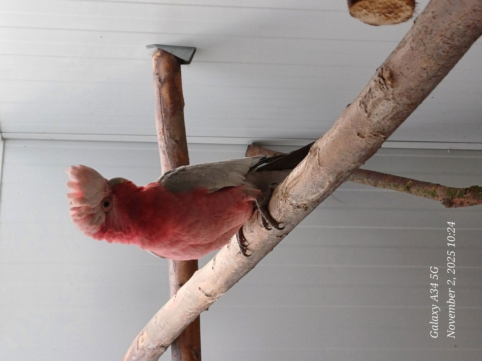 Liefhebber zoekt vogels om een nieuw thuis te, Meerdere dieren