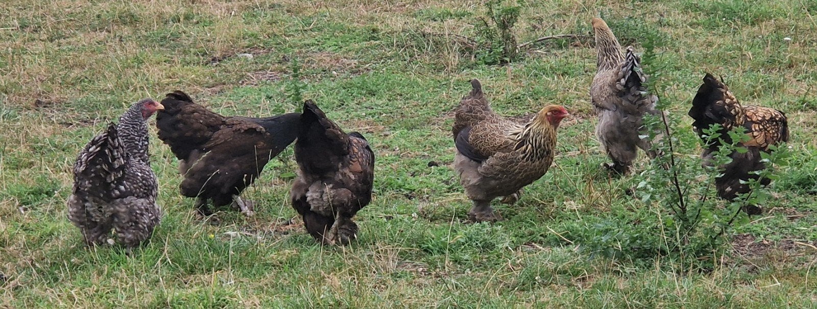 te koop 6 grote brahma hennen, Dieren en Toebehoren, Pluimvee, Vrouwelijk