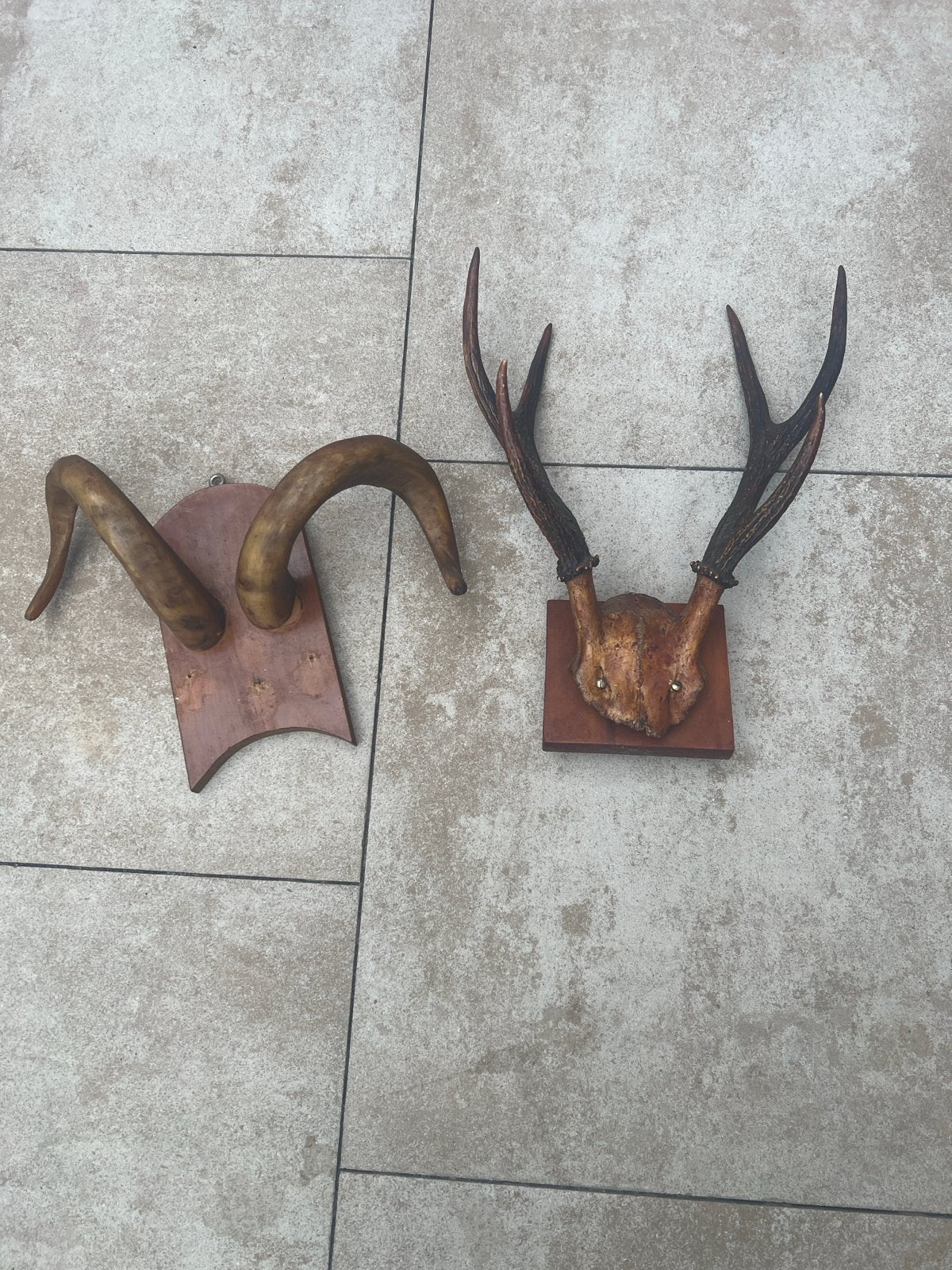 Set van 2: Herten- en ramshoorn op houten schild, Ophalen of Verzenden, Gebruikt