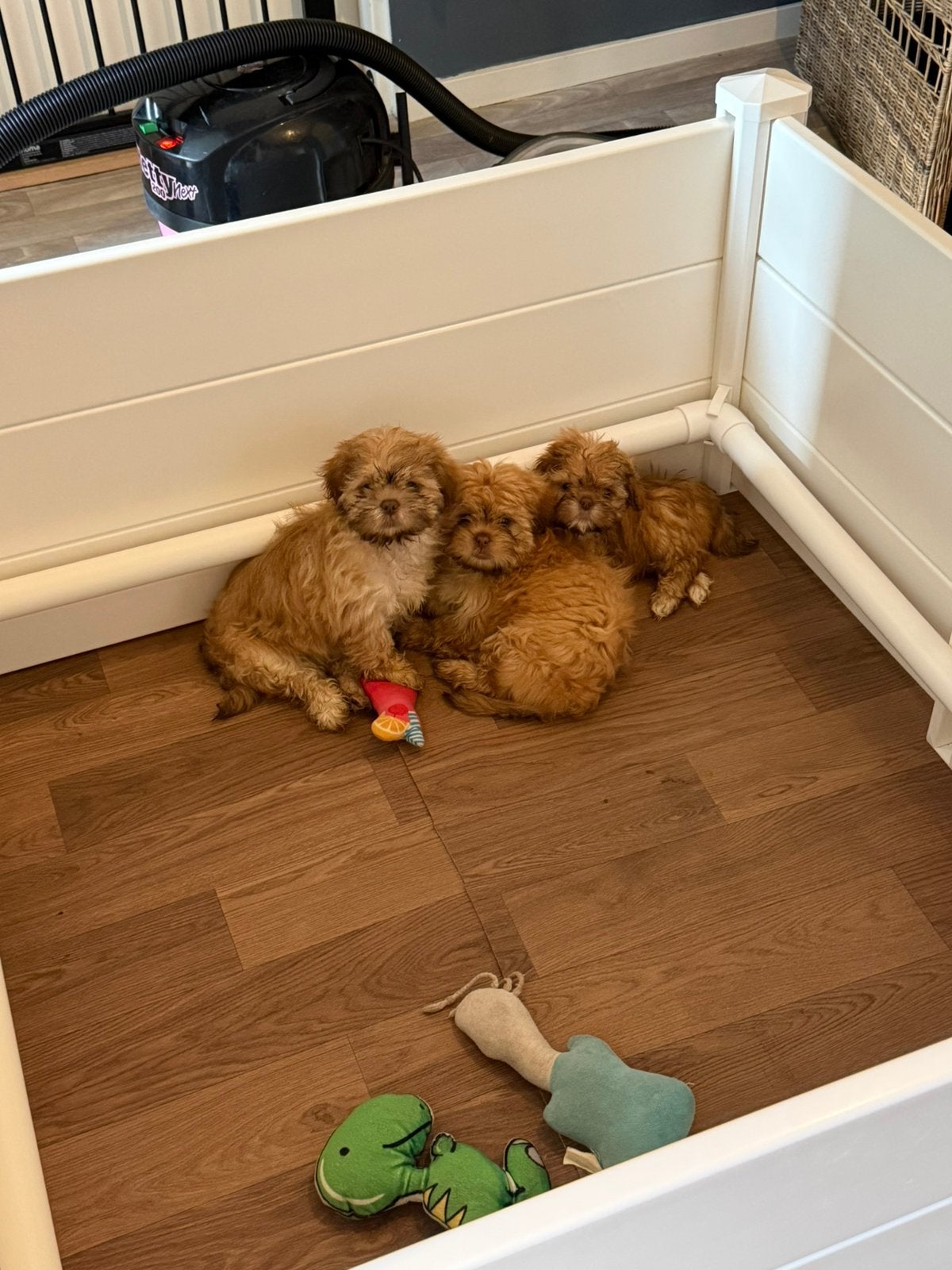 Boomer pups MOGEN NEST VERLATEN, Dieren en Toebehoren, Honden | Chihuahua's en Gezelschapshonden, Overige rassen, 8 tot 15 weken