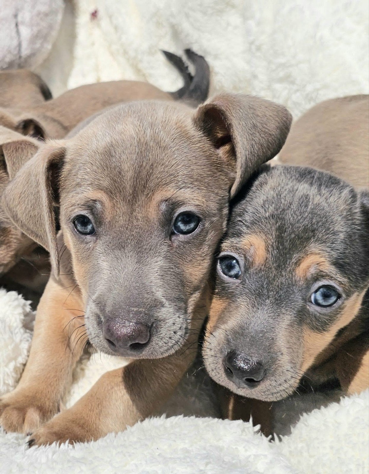 jackrussel pups, Dieren en Toebehoren, Honden | Jack Russells en Terriërs, Parvo, Jack Russell Terriër, 8 tot 15 weken, Meerdere