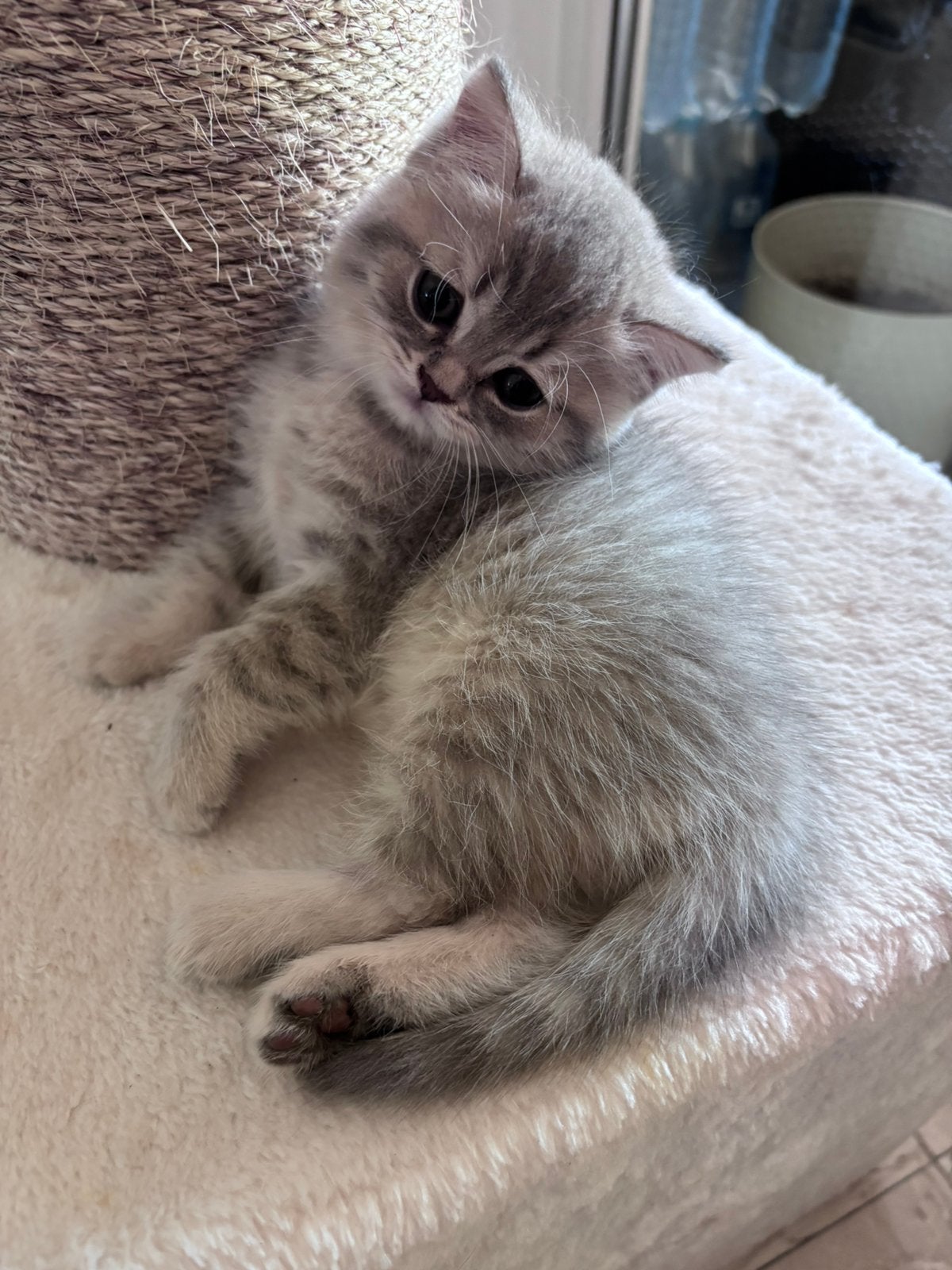 Brits/Britse korthaar kittens, Dieren en Toebehoren, Katten en Kittens | Raskatten | Korthaar, Meerdere dieren, Ontwormd, 0 tot 2 jaar