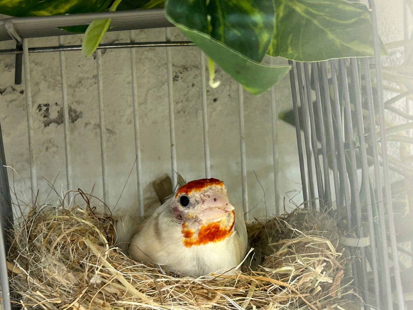 Major putters te koop, Meerdere dieren, Wildzangvogel