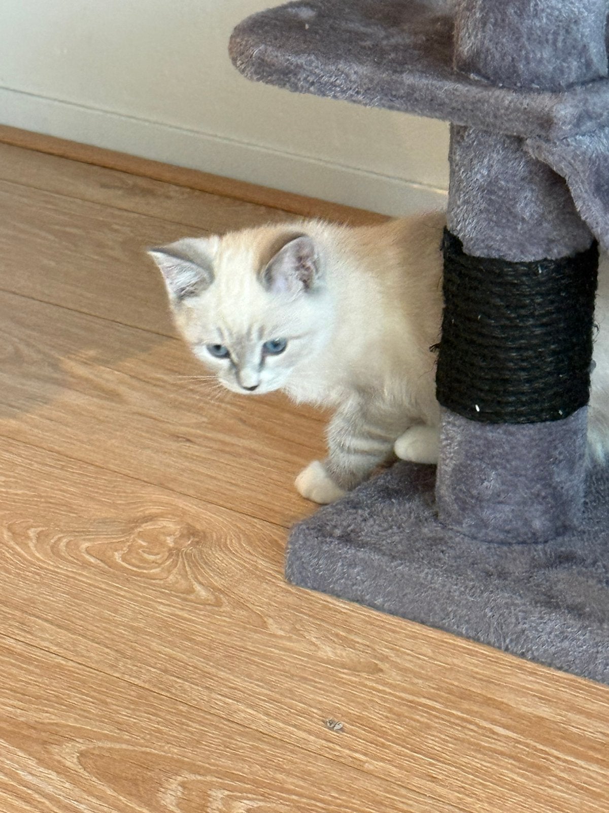 Prachtige kitten Brits Korthaar x Ragdoll  + compleet pakket, Kater, Ontwormd, 0 tot 2 jaar