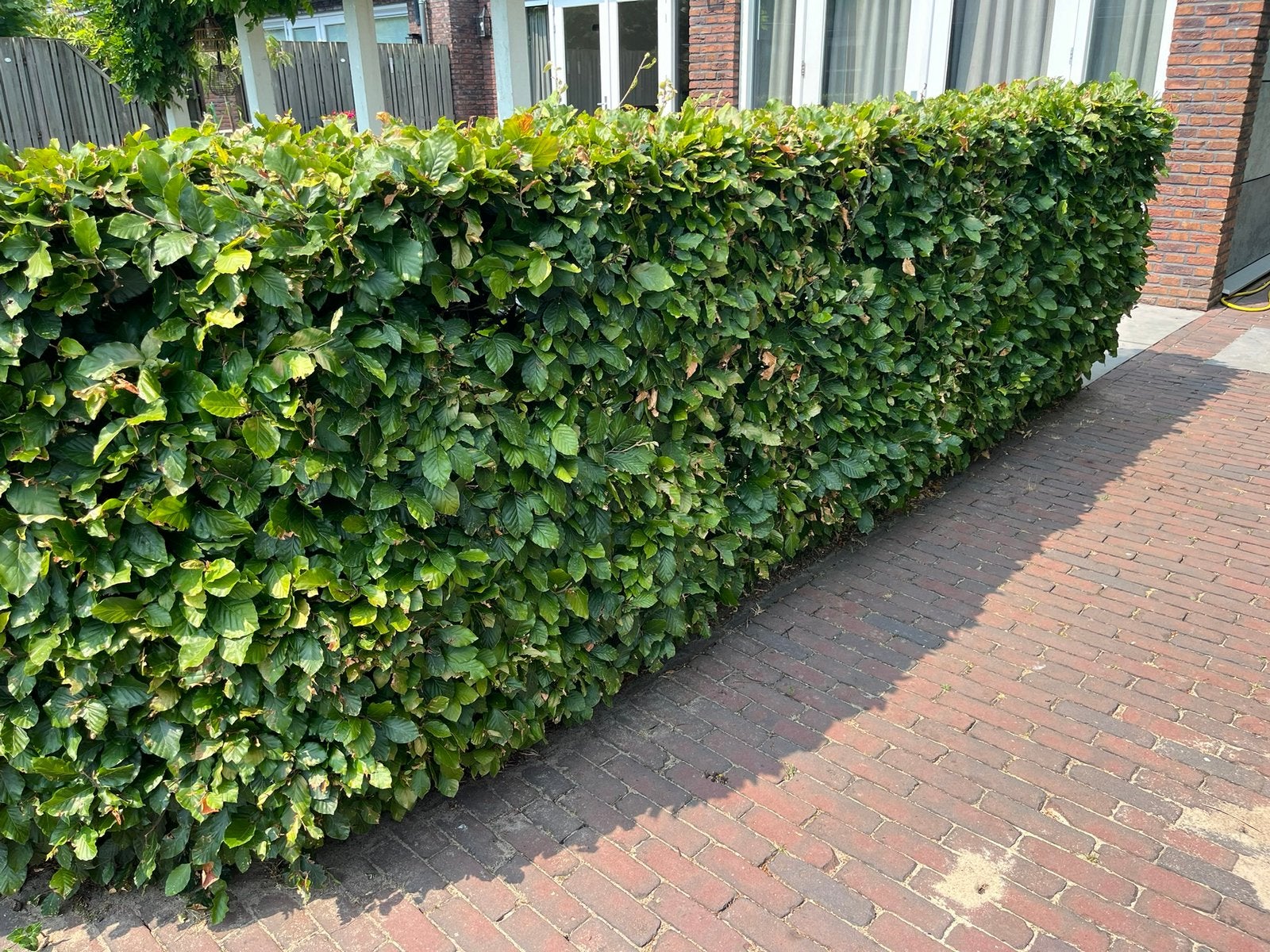 Beukenhaag 20m, Tuin en Terras, Ophalen, Beukenhaag, Haag, 100 tot 250 cm