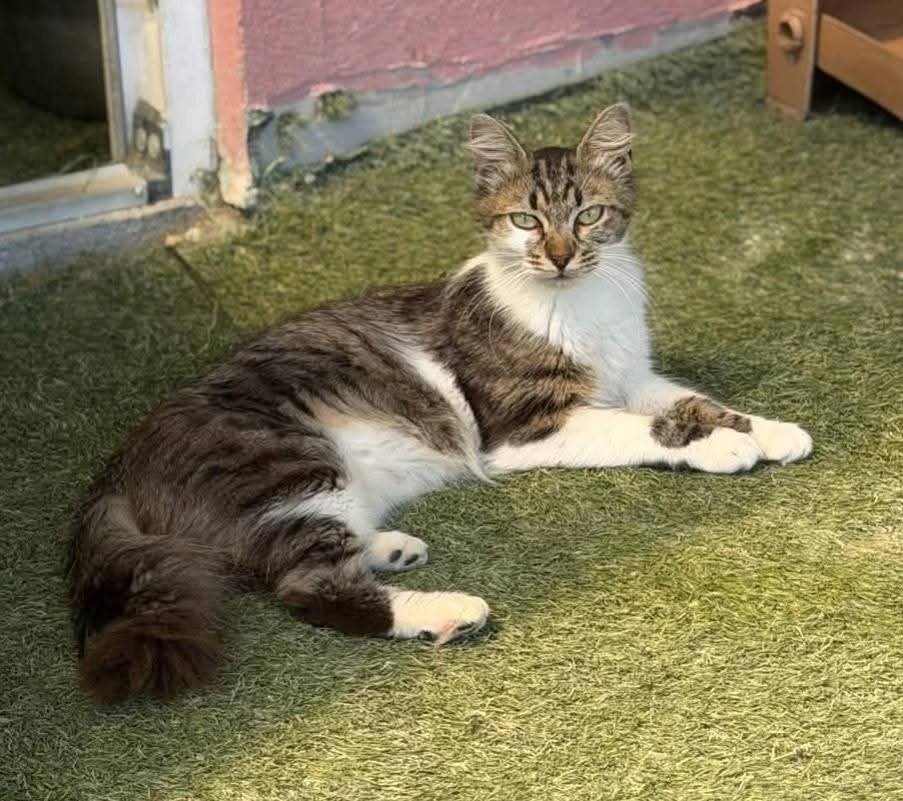 Ana een super lieve 3 jarige Turkse angora, Dieren en Toebehoren, Poes, Gechipt