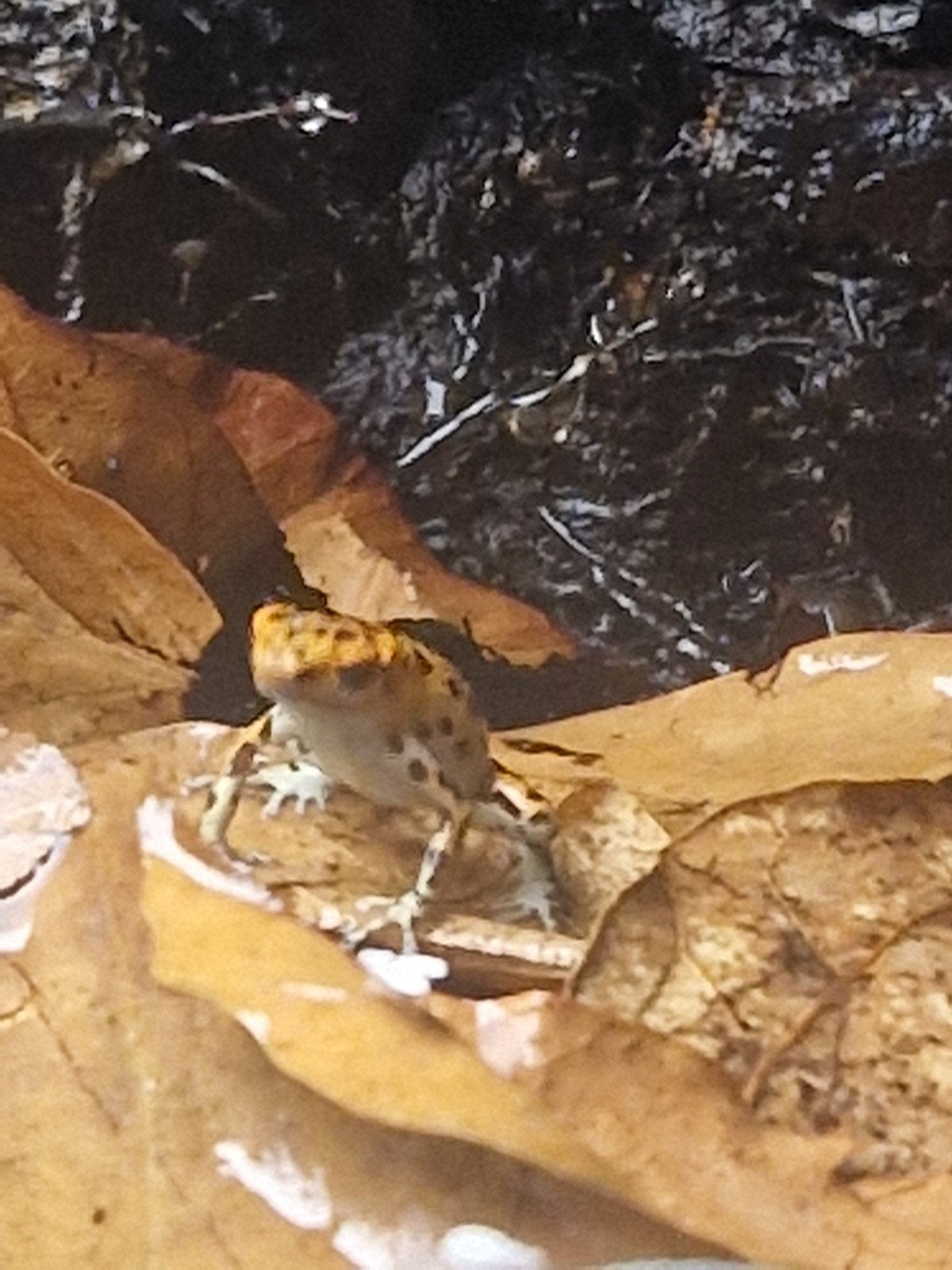Pumilio Bastimentos 0.0.4 aangeboden, Dieren en Toebehoren, Reptielen en Amfibieën, Amfibie, 0 tot 2 jaar