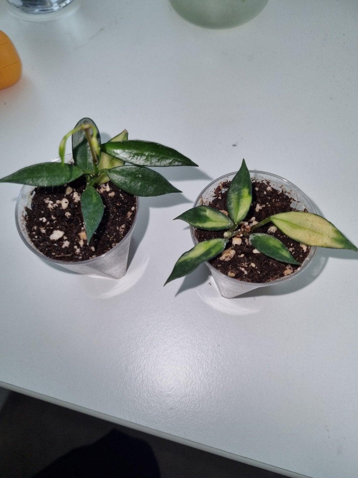 Hoya lacunosa outer variegated, Huis en Inrichting, Kamerplanten, Ophalen of Verzenden, Halfschaduw, Minder dan 100 cm