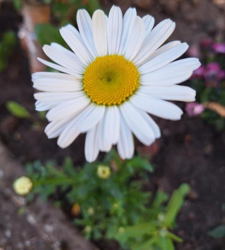 Margriet (Leucanthemum) - Klassieke witte bloem, Tuin en Terras, Volle zon, Vaste plant, Zomer, Ophalen