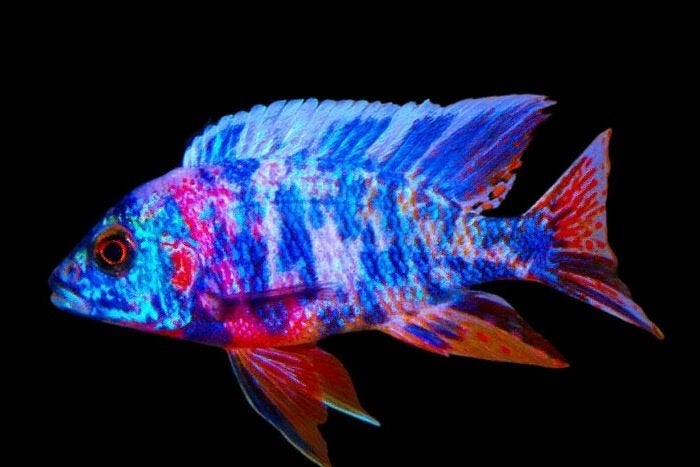 Malawi Cichliden: Aulonocara multicolor, Vis, Zoetwatervis