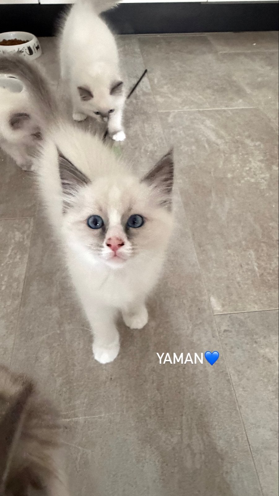 Foto 4 van Knappe ragdoll kitten (katertje)