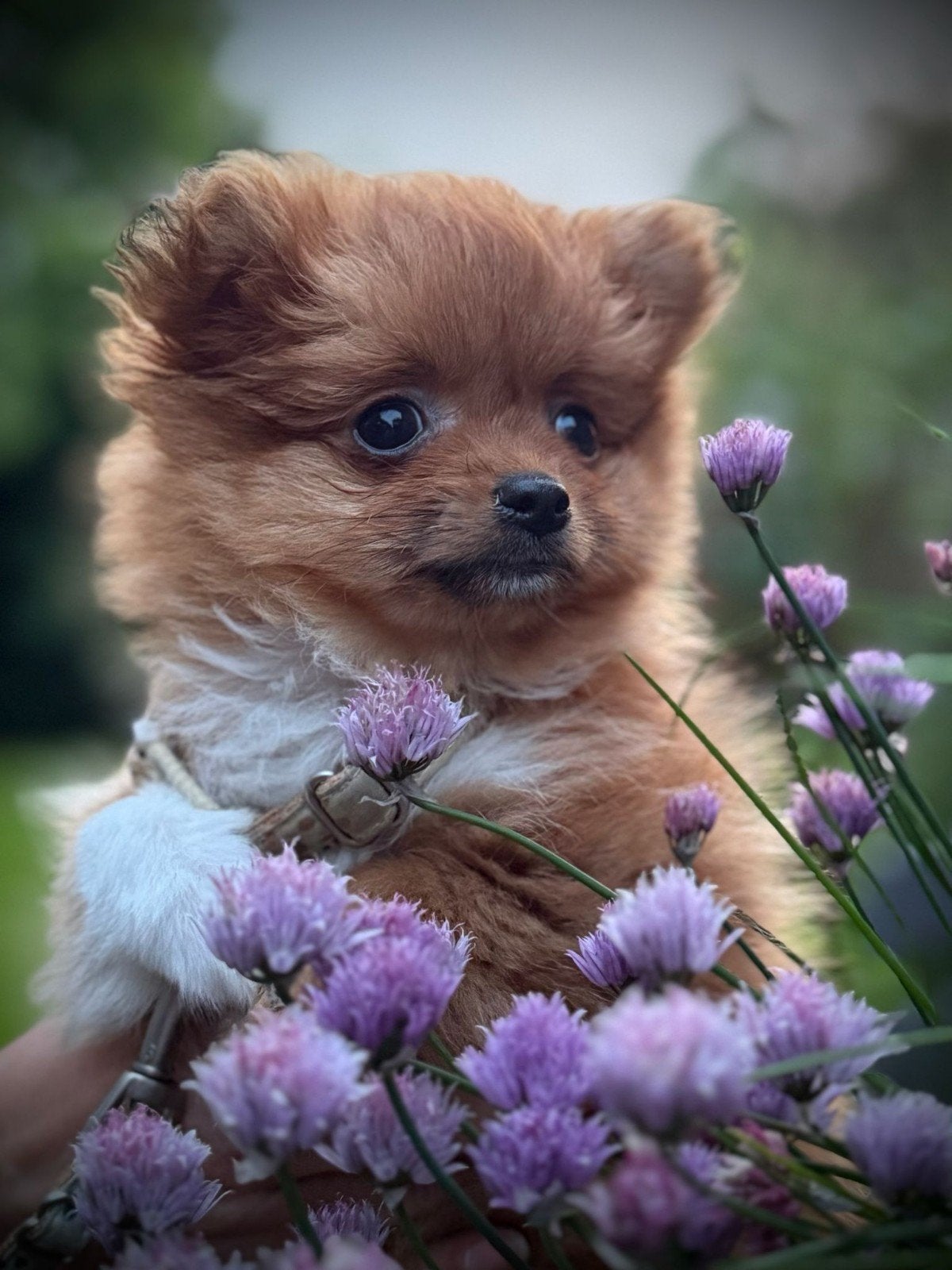 Mini pomeriaan  pup reu klein hondje, Dieren en Toebehoren, Honden | Chihuahua's en Gezelschapshonden, Reu, 8 tot 15 weken, Meerdere