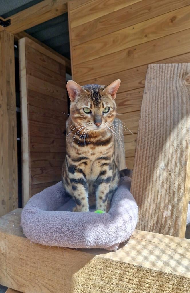 Bengaal dekkater (zie omschrijving)