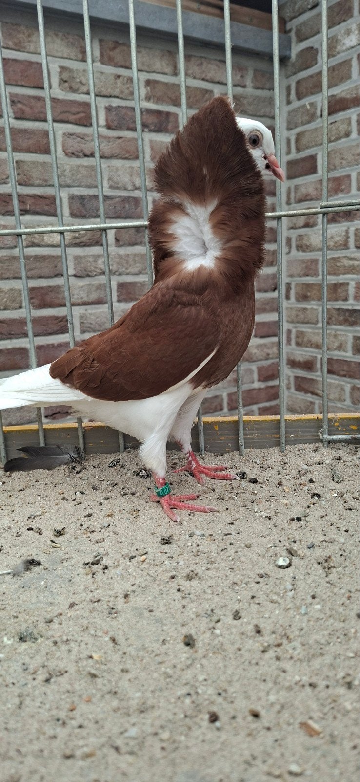Te koop sierduiven Oudhollands kapucijnen duiven, Mannelijk, Overige soorten