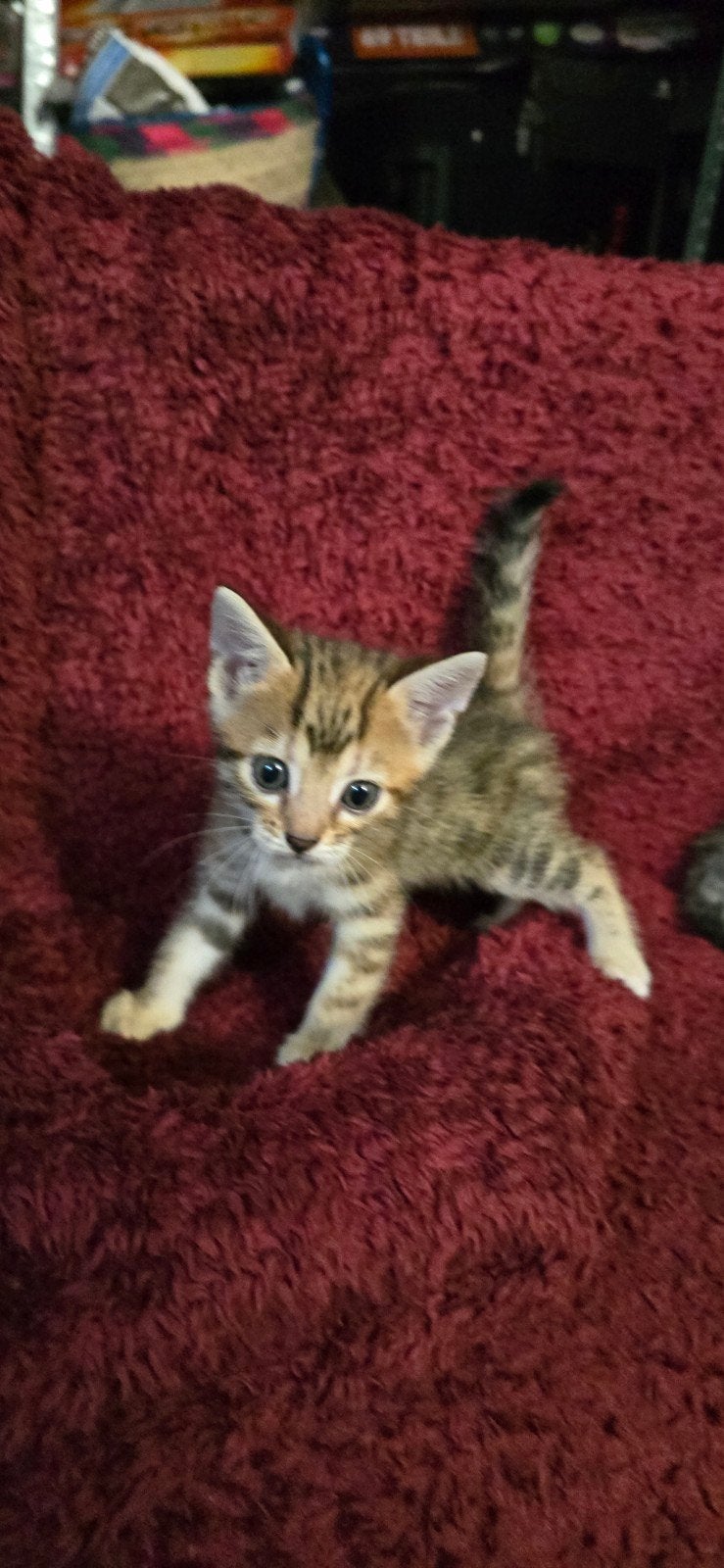 ​Prachtige Bengaal-mix kittens (geboren 25 juli) – Zindelijk, Dieren en Toebehoren, Meerdere dieren, Kortharig, 0 tot 2 jaar