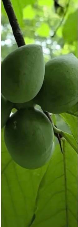 Pawpawboom Asimina triloba Sunflower - Zelfbestuivend, Ophalen, Minder dan 100 cm, Lente, Overige soorten