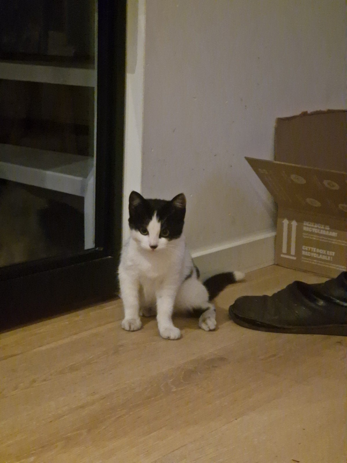 Kitten zwart wit, Dieren en Toebehoren, Katten en Kittens | Overige Katten, Poes