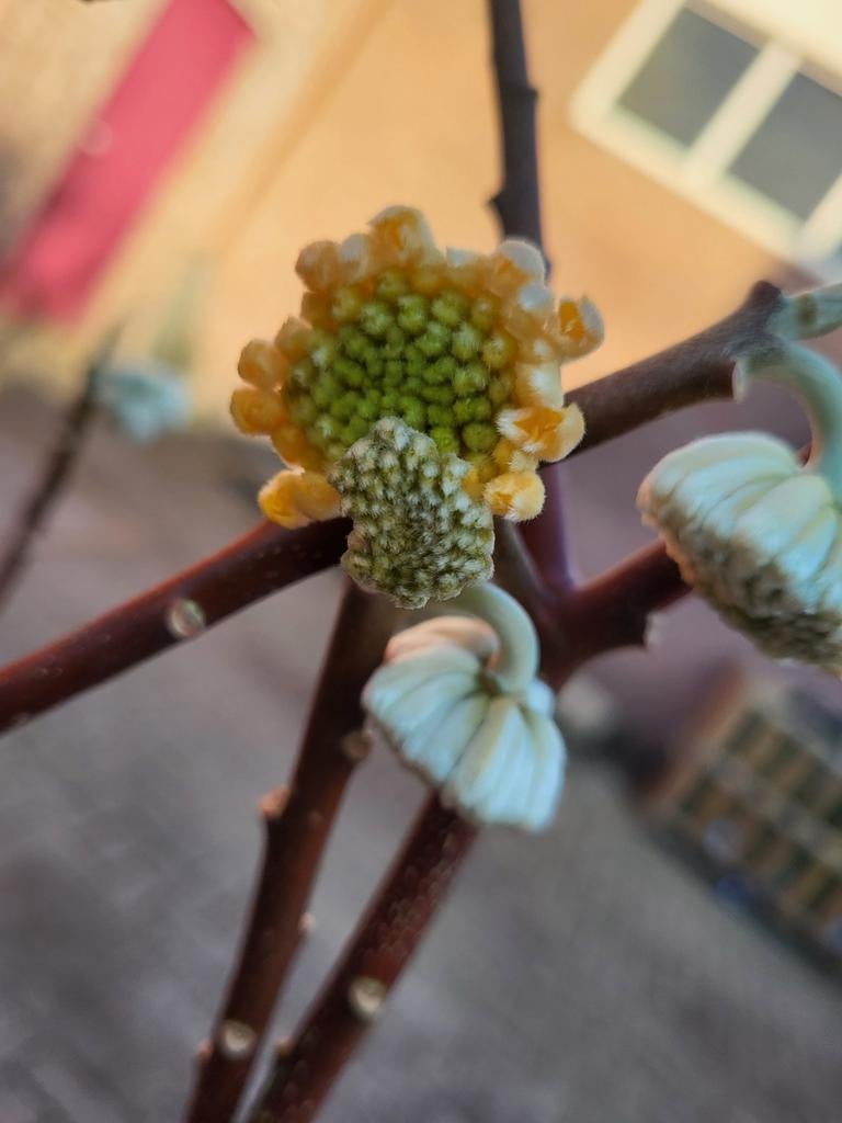 Edgeworthia papierstruik  mooie grote planten, Ophalen of Verzenden, Nieuw