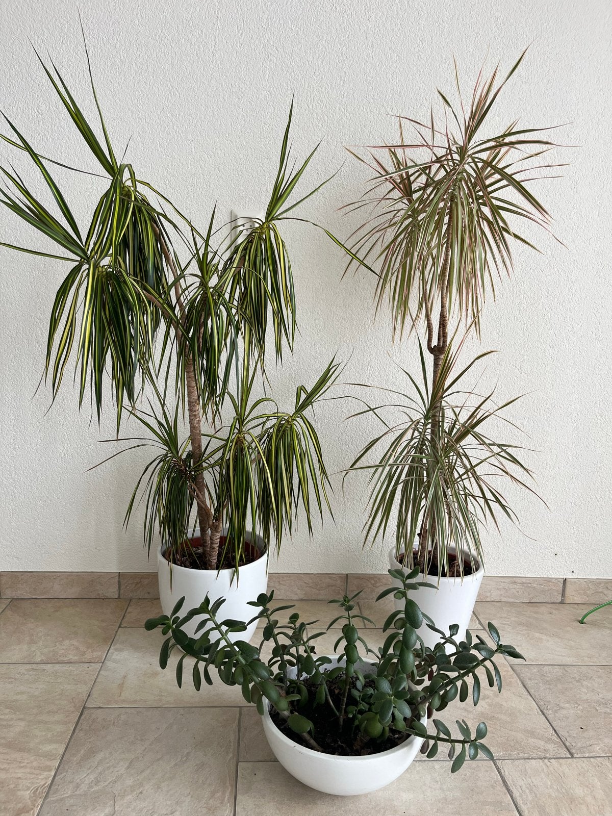 Diverse kamerplanten - Losse verkoop of alles in één, Ophalen, 100 tot 150 cm, Overige soorten, Halfschaduw