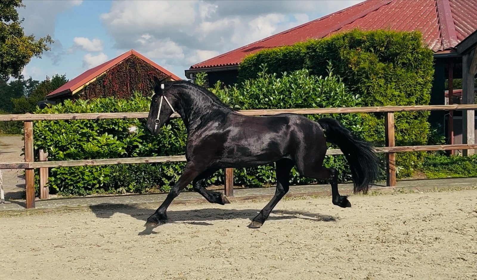 Schitterende 3 jarige beleerde Friese merrie, Merrie, Dressuurpaard, Zadelmak, 3 tot 6 jaar