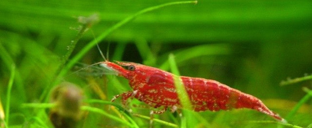 Te koop Vuurgarnalen, Kreeft, Krab of Garnaal