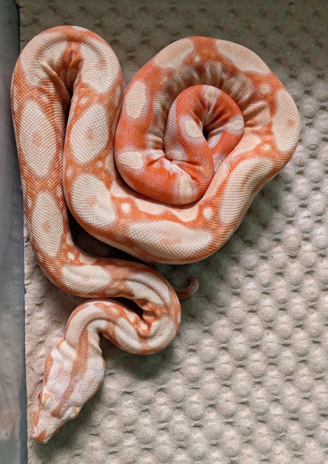 Blood / Albino jungle Boas!, Dieren en Toebehoren, Slang, 0 tot 2 jaar
