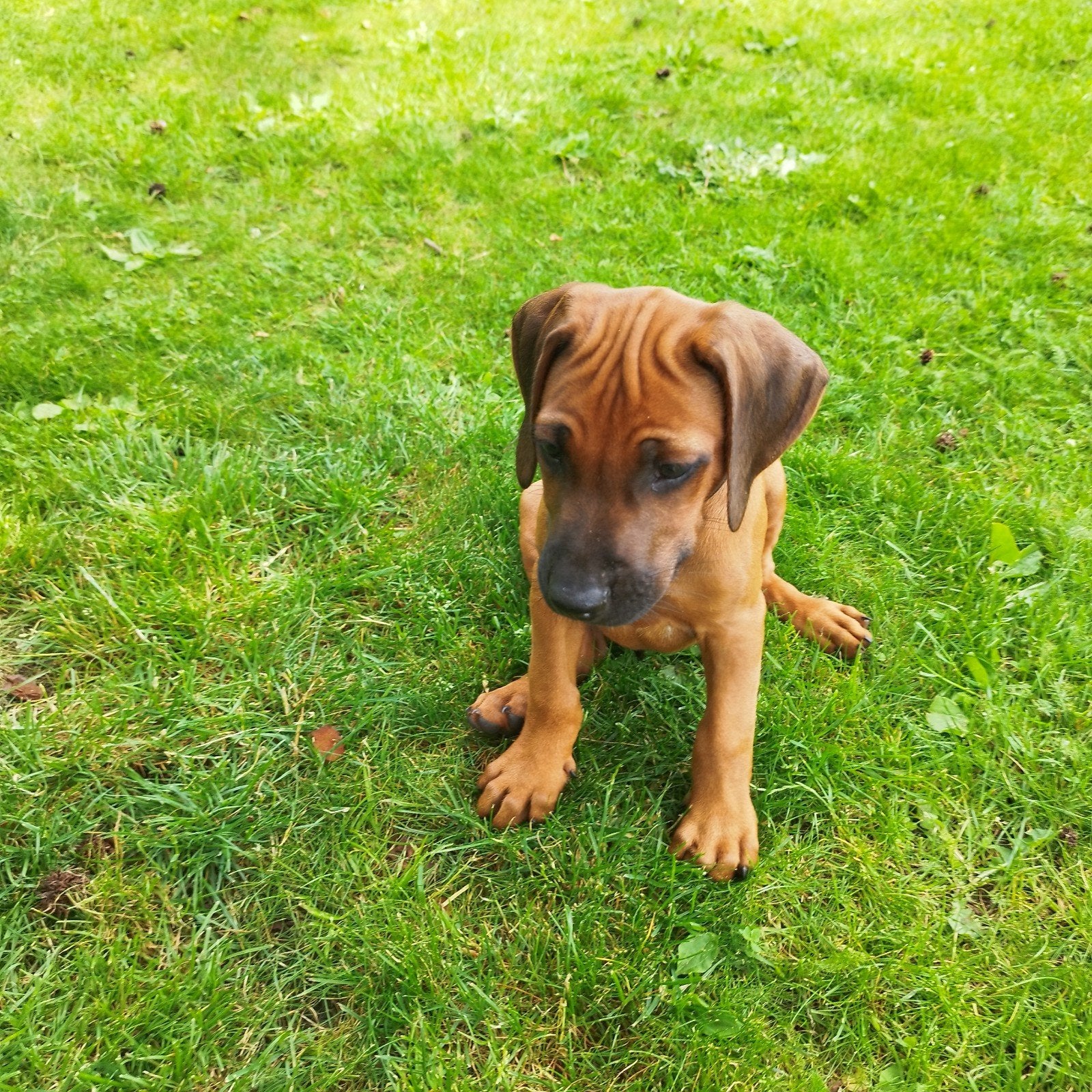 Rhodesian Ridgeback pups met FCI STAMBOOM !, Dieren en Toebehoren, Honden | Beagles, Bassets en Lopende honden, Meerdere dieren