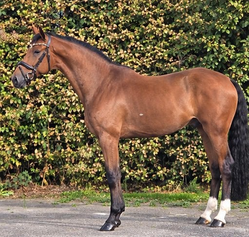 Appart mooi dressuurpaard, Dieren en Toebehoren, Met stamboom, B, Ruin, Dressuurpaard