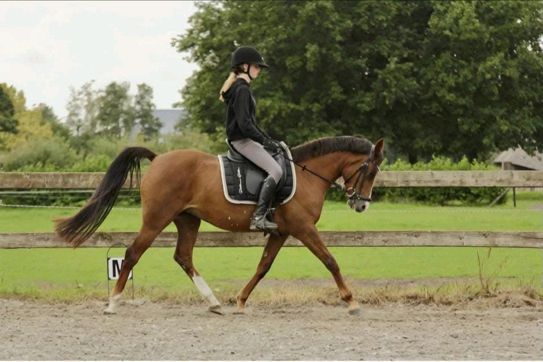 Verzorgster gezocht, Verzorging of Verzorgpony's