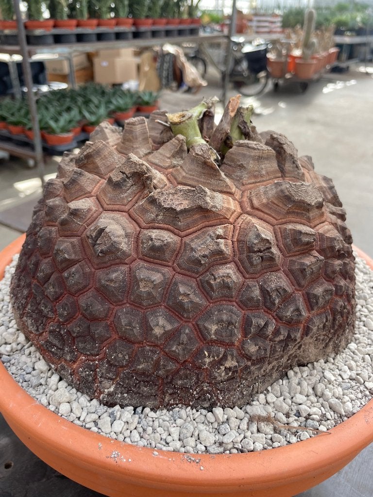 Caudex  Dioscorea Elephantipes var Montana 32-33cm schaal, Overige soorten, Ophalen of Verzenden, In pot, Minder dan 100 cm