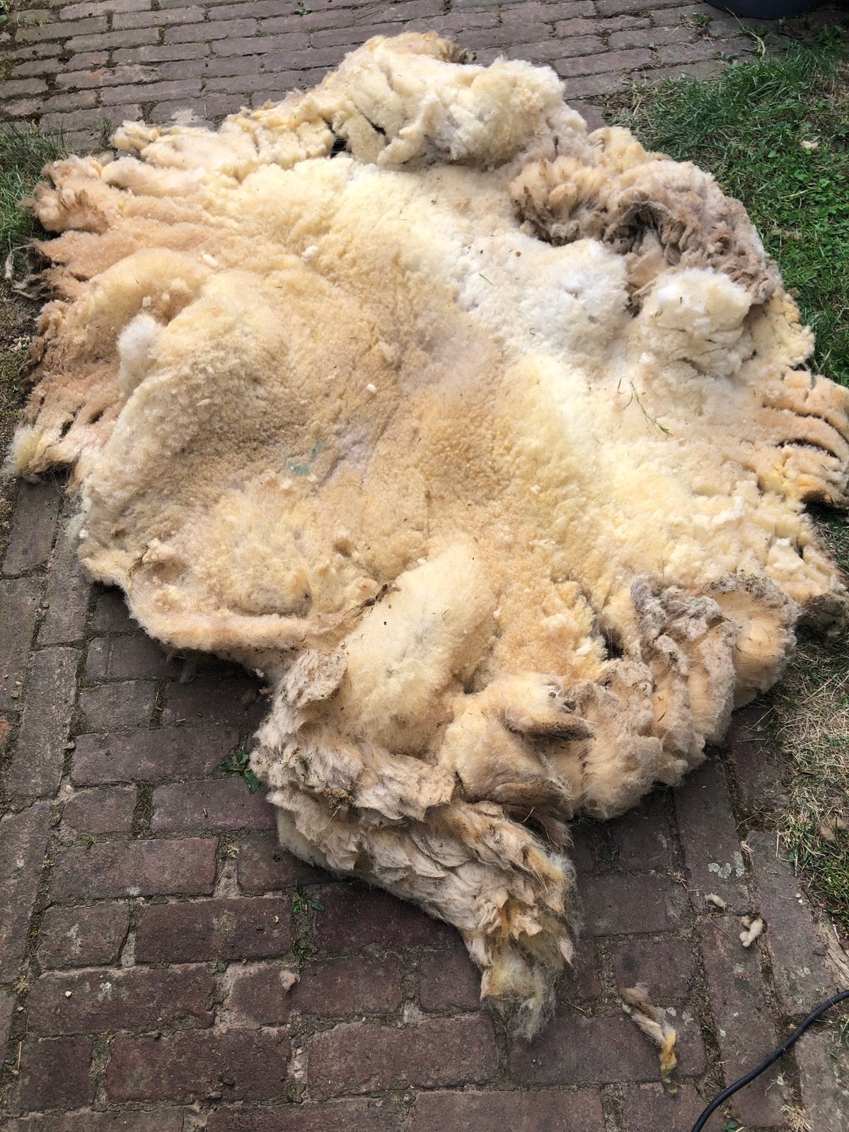 Vachten schapenwol van Coburger Fuchs; het Gulden vlies!, Hobby en Vrije tijd, Ophalen of Verzenden, Gebruikt, Los Vilt, Wolvilt