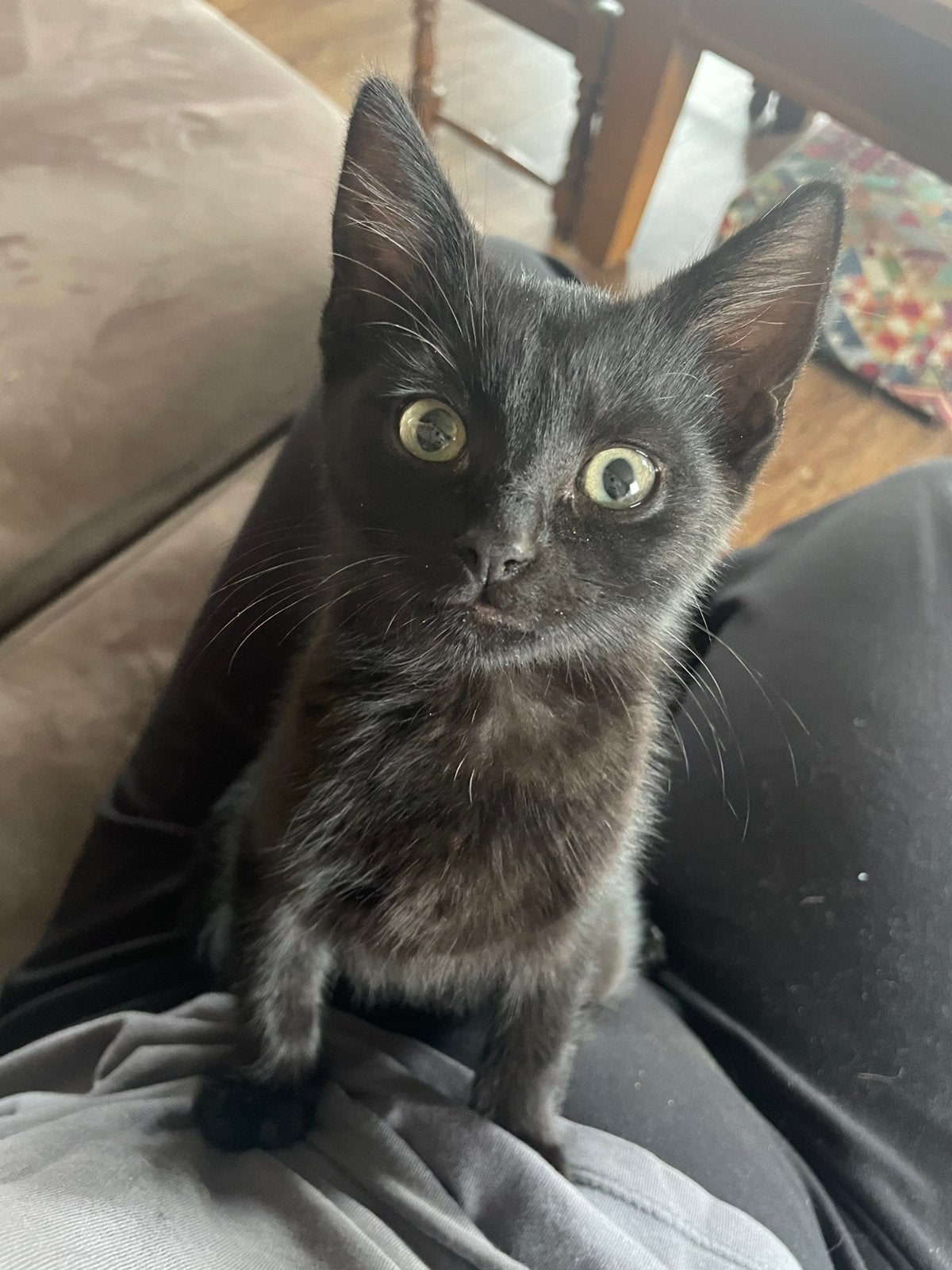 Lieve kater te koop!!, Dieren en Toebehoren, Katten en Kittens | Overige Katten, Kater, Kortharig, 0 tot 2 jaar