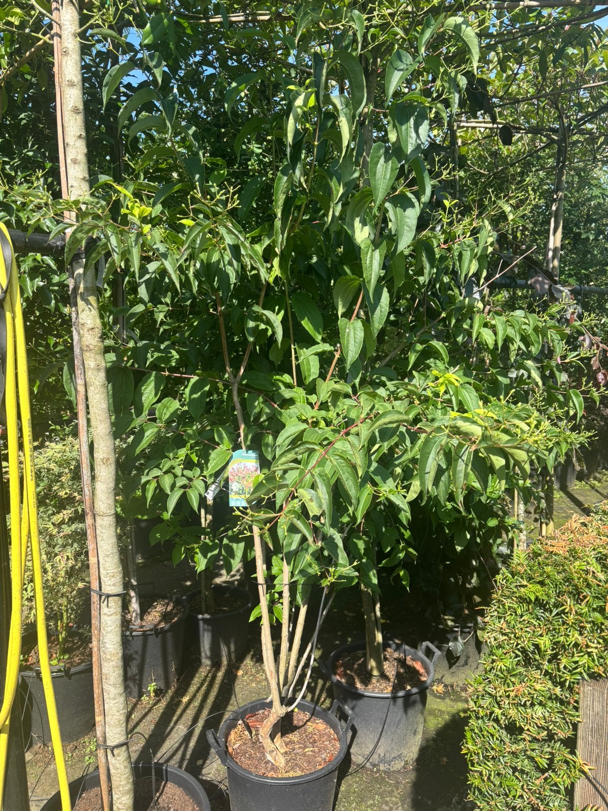 Zevenzonenboom heptocodium hoogstam en meerstammig, Tuin en Terras, Planten | Bomen, Ophalen, Zomer, In pot, Volle zon