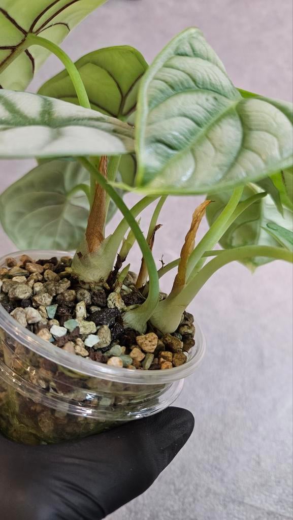 Alocasia Silver Dragon (sports), Ophalen of Verzenden, Halfschaduw, Minder dan 100 cm