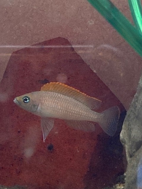 Neolamprologus caudopunctatus "red fin", Vis, Zoetwatervis