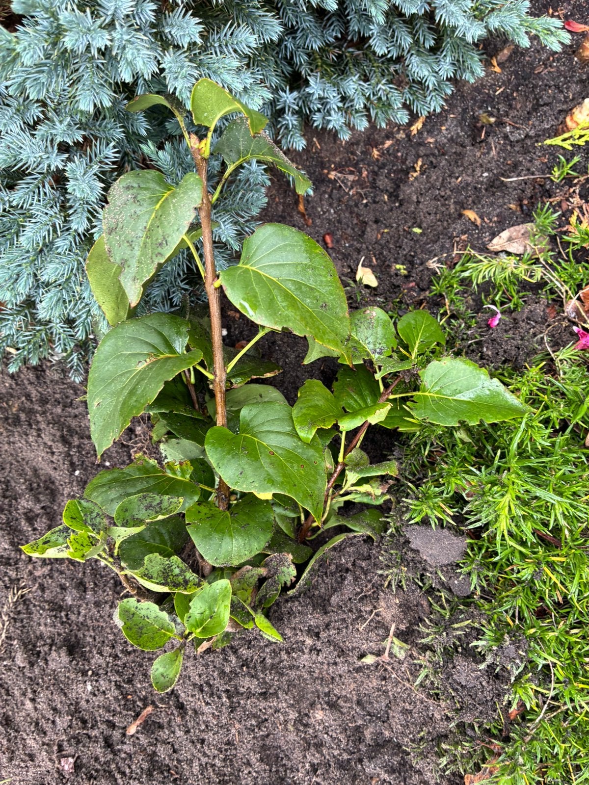 Seringen stekken, Tuin en Terras, Ophalen, Minder dan 100 cm, Overige soorten, Zomer