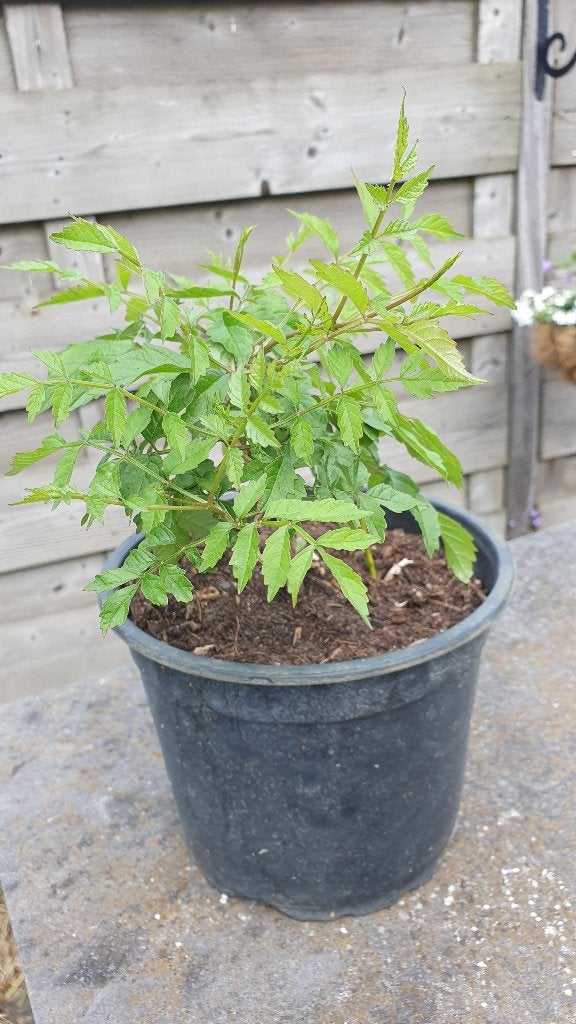Stekken van de Campsis radicans = trompetbloem, Ophalen, Vaste plant, Overige soorten, Volle zon